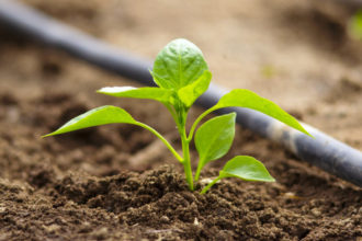 Como hacer que las plantas crezcas más