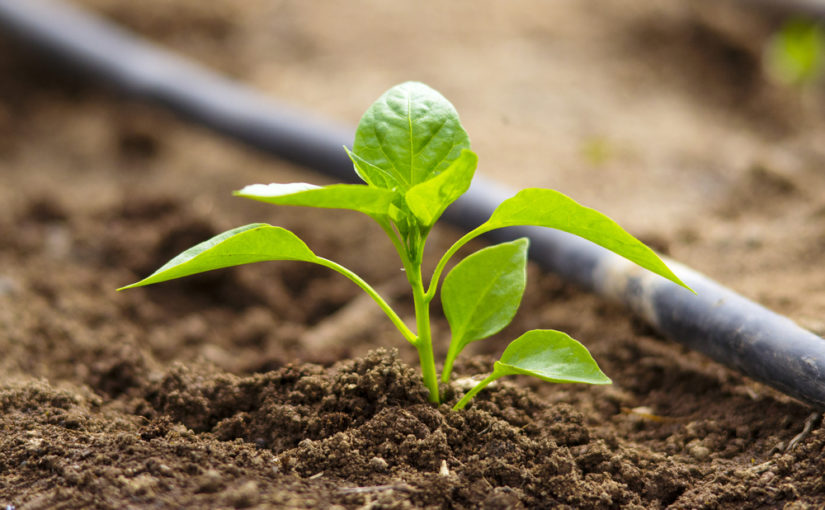 Como hacer que las plantas crezcas más