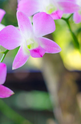 Cómo podar una orquídea