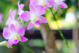 Cómo podar una orquídea