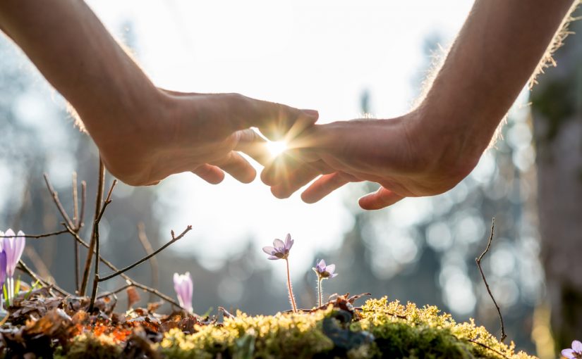 Proteger las plantas de las altas temperaturas