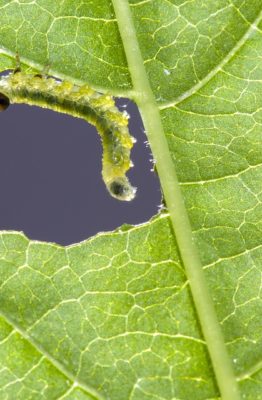 Cómo quitar las orugas de las plantas