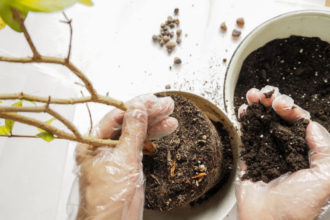 Cómo cambiar la maceta de una planta