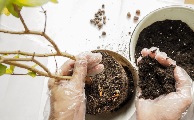 Cómo cambiar la maceta de una planta