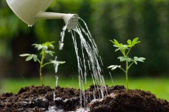 Cómo ahorrar agua regando las plantas