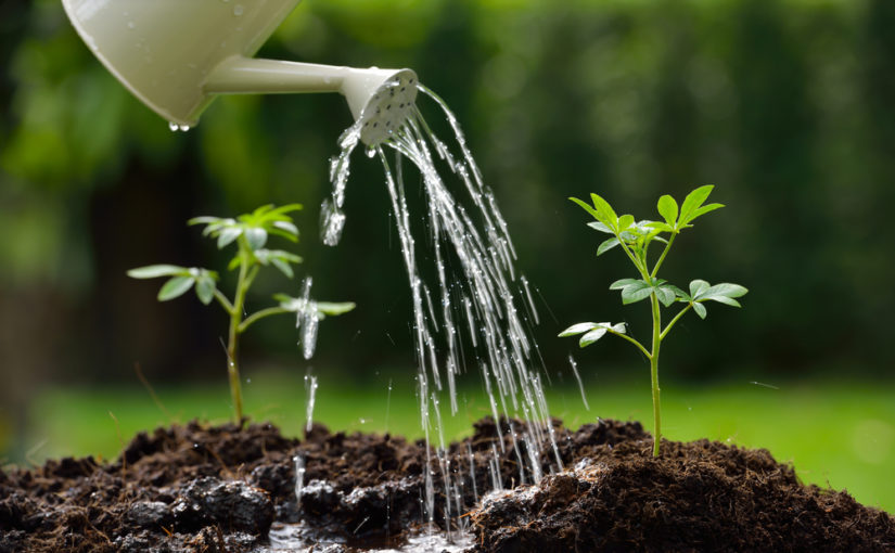 Cómo ahorrar agua regando las plantas