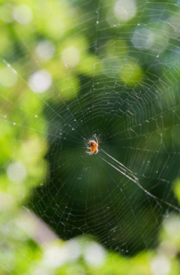 Remedios para eliminar la araña roja