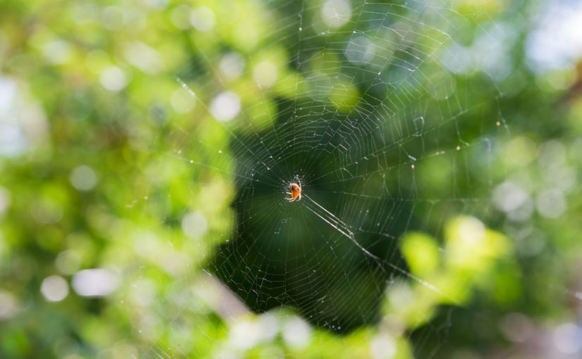 Remedios para eliminar la araña roja