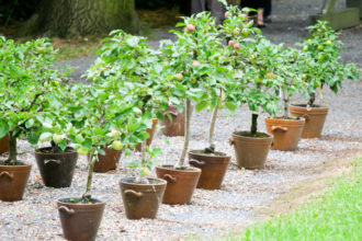 Cultivar árboles frutales en macetas