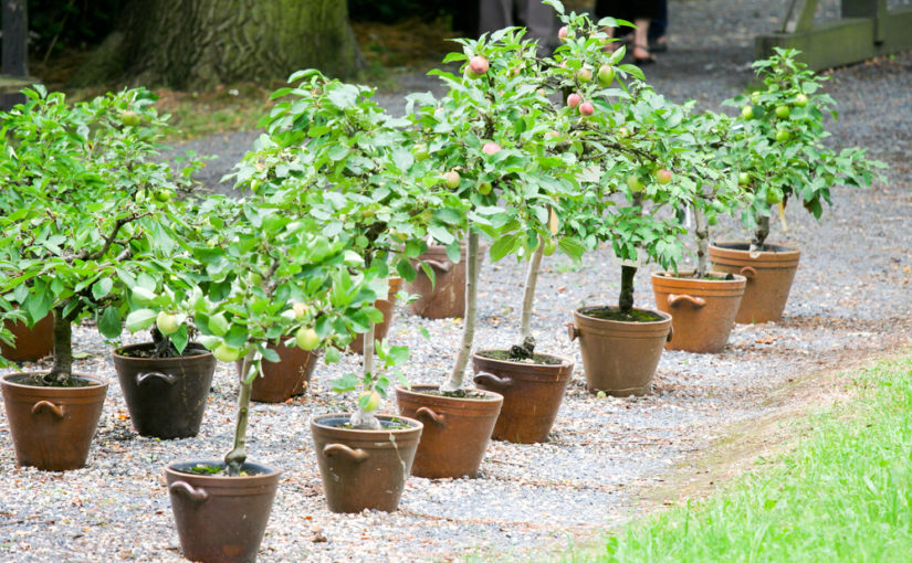 Cultivar árboles frutales en macetas