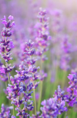 Cómo cultivar lavanda