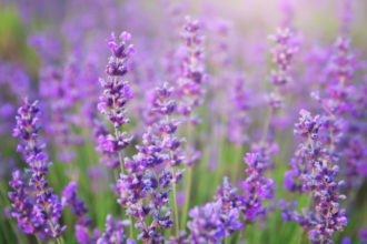 Cómo cultivar lavanda