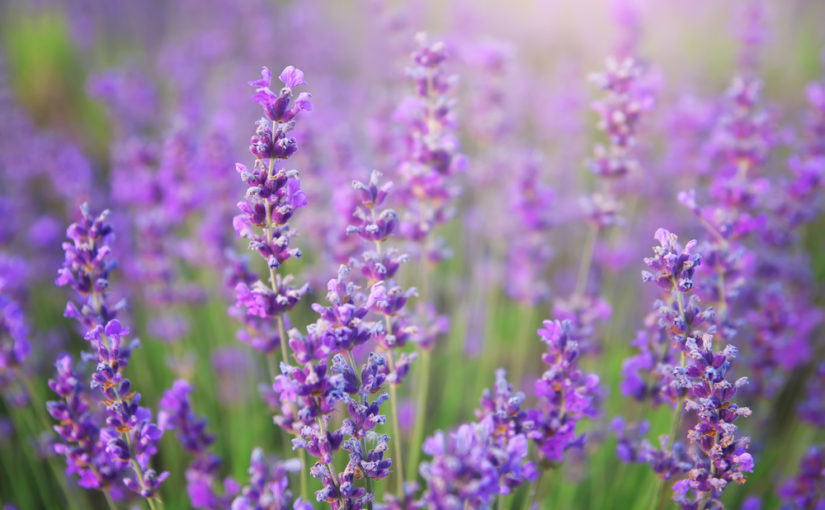 Cómo cultivar lavanda