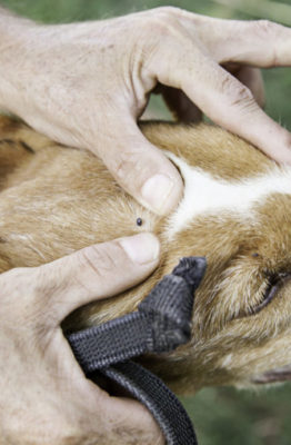 Cómo quitar una garrapata a un perro