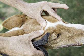 Cómo quitar una garrapata a un perro