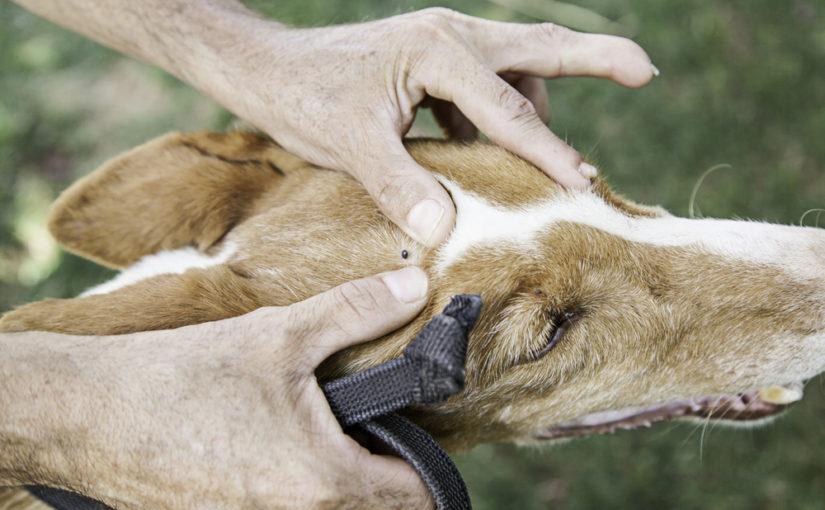 Cómo quitar una garrapata a un perro