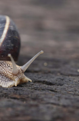 Cómo combatir plagas de caracoles