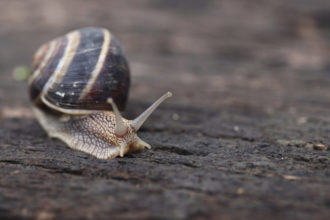 Cómo combatir plagas de caracoles