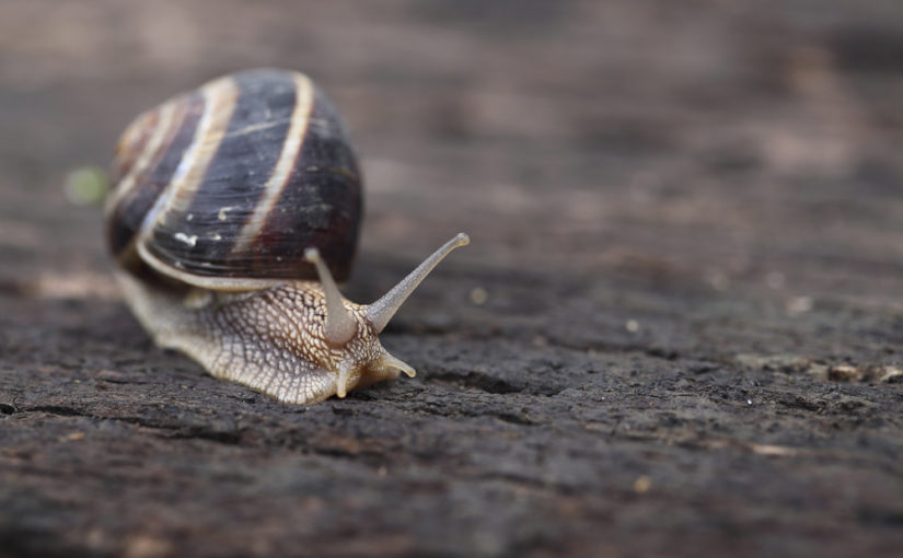 Cómo combatir plagas de caracoles