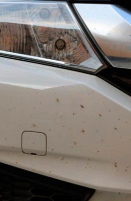 Trucos para quitar los mosquitos del coche