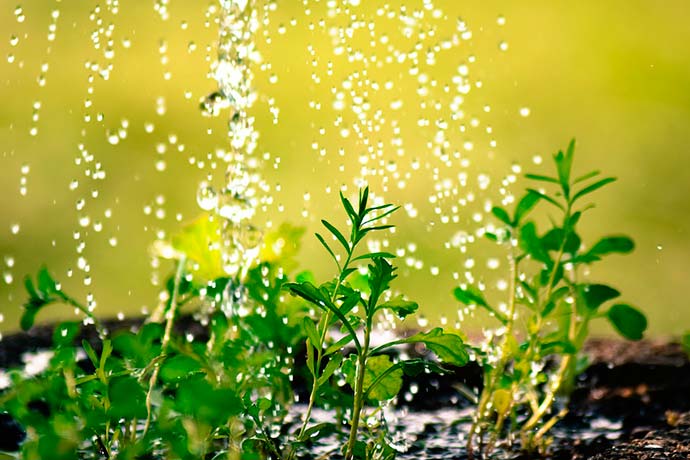 Formas de regar las plantas en vacaciones