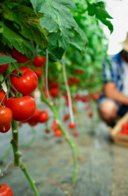 Recetas con tomate natural