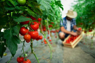 Recetas con tomate natural